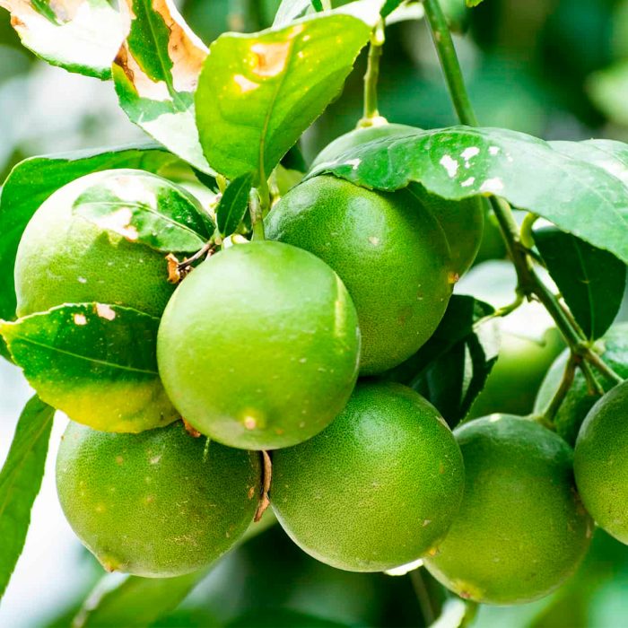 Limones